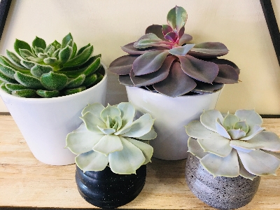 Succulents