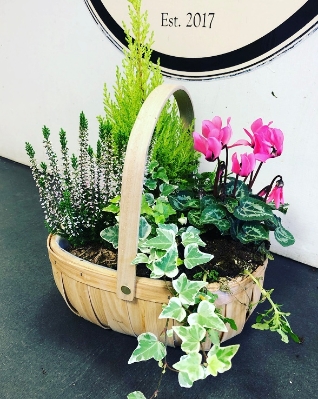 Planted Arrangement