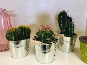 Cactus