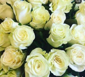 White Roses